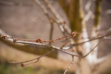 Early spring sweet cherry tree in garden. Gardening concept 