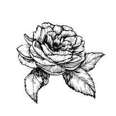 Wild peony, rose flower with petals and leaves. Hand drawn ink line art stock vector illustration isolated on white background. Design for tattoo and coloring book pages.