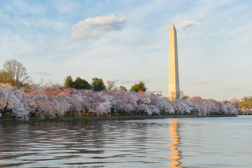 Cherry blossoms and Washington Monument - Washington D.C. United States of America