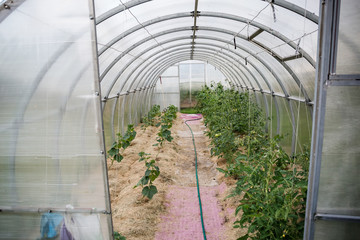 Cucumbers and tomatoes grow in a farm greenhouse