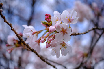 桜とつぼみのクローズアップ