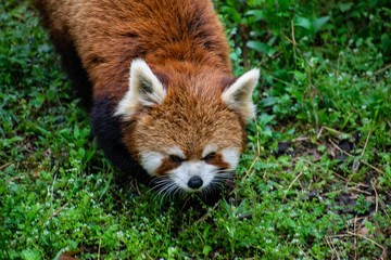 Red panda in the grass