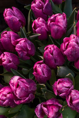 Spring background with purple tulips