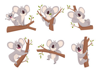 Koala bear. Wildlife cute furry animal from australia zoo characters cartoon shower symbols vector collection. Illustration koala mammal with eucalyptus, wild adorable happy bear © ONYXprj