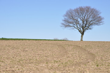Obraz premium einsamer Baum auf freistehendem Acker am Horizont