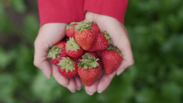Group of strawberry on asian woman hand above green leaves. 