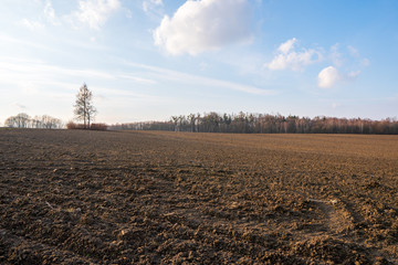 Plowed field with alley of birches at sunset with beautiful sky