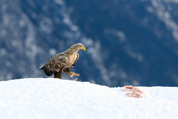 European white tailed eagle (Haliaeetus albicilla) in snow with prey