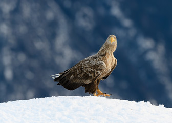 European white tailed eagle (Haliaeetus albicilla) in snow with prey