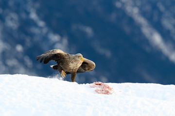 European white tailed eagle (Haliaeetus albicilla) in snow with prey