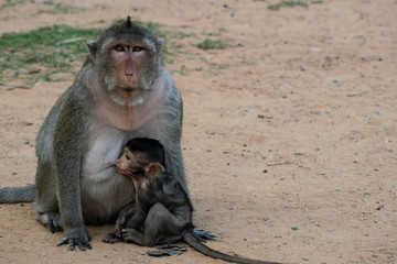 Mother and baby monkeys