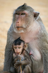 Mother and baby monkeys