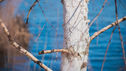 Birch tree in garden. Gardening concept 