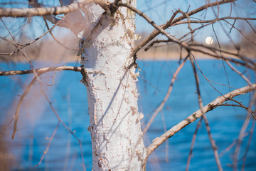 Birch tree in garden. Gardening concept 