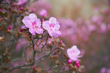 Closeup shot of Rhododendron dauricum flowers (popular names bagulnik; maralnik).