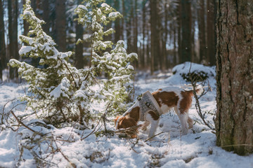 A cute white and brown king charles spaniel, standing in a snow covered woodland setting. Plays with the snow.
