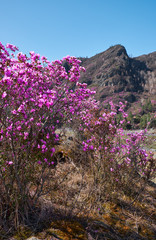 Rhododendron dauricum bushes with flowers (popular names bagulnik, maralnik) with altai river Katun and mountains on background.