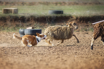 Welsh Corgi grazing sheep