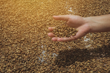 Hand holding coffee beans, coffee seeds organic