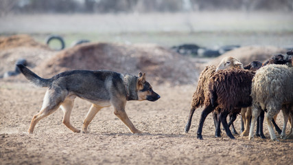 German shepherd grazing sheep