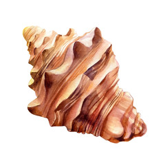 Watercolor set of seashells on an isolated white background, hand drawing, summer sea clipart