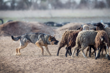 German shepherd grazing sheep