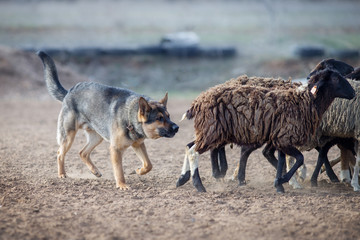 German shepherd grazing sheep
