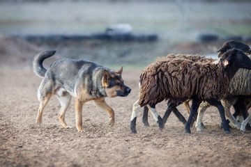 German shepherd grazing sheep
