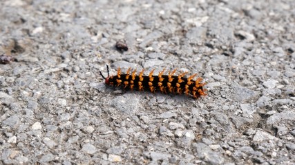 tropical caterpillar in Gunung Mulu National Park, Borneo, Malaysia