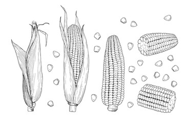 Corn sketch. Sweet botanical plant. Isolated vintage healthy corns, hand drawn cobs and grains. Farming and harvest vector illustration. Plant corncob, farm healthy dieting