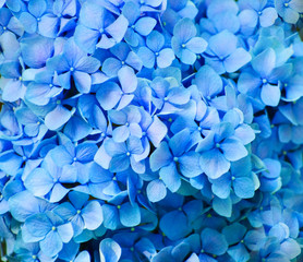 Blue hydrangea flowers close up