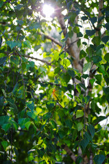 Fototapeta premium Beautiful green birch leaves background