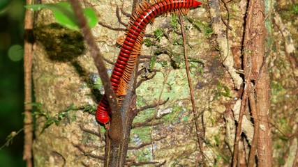 red centipede at a tree in Gunung Mulu Nationalpark, Borneo