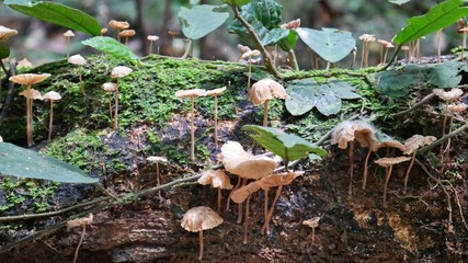 Tree fungus in Gunung Mulu National Park, Borneo, Malaysia