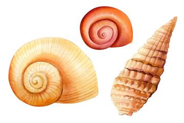 Watercolor set of seashells on an isolated white background, hand drawing, summer sea clipart