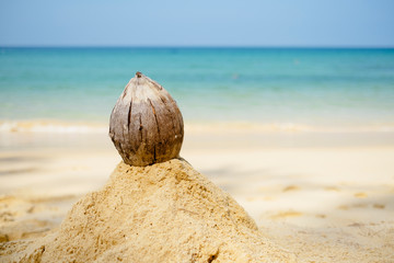 Coconut on the sandy beach in Phuket, Thailand