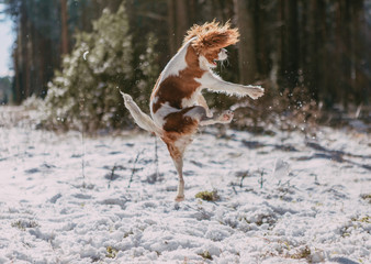 A cute white and brown king charles spaniel, standing in a snow covered woodland setting. Plays with the snow.
