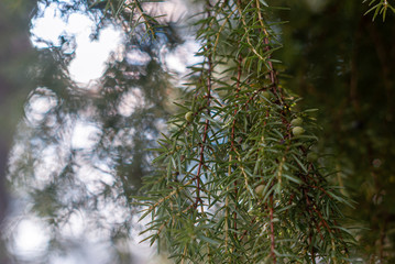 Juniper branches and berries, illuminated by the sun. Coniferous background with green and white bokeh
