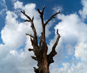 Tree branch and blue sky background
