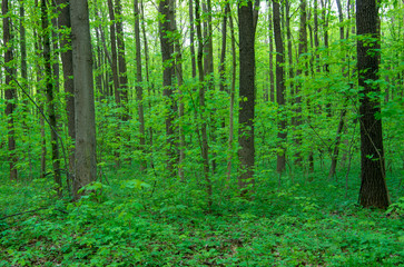 Forest trees. nature green wood sunlight backgrounds