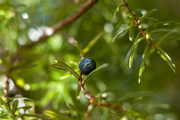 Juniper branch and blue berry, illuminated by the sun. Coniferous background with green and white bokeh