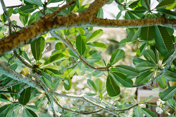 Green fresh Plumeria branch with leaves in Thailand