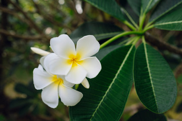 White frangipani. Plumeria tree flowers.