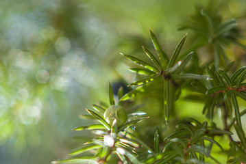 Juniper branch and green berries, illuminated by the sun. Coniferous background with green and white bokeh