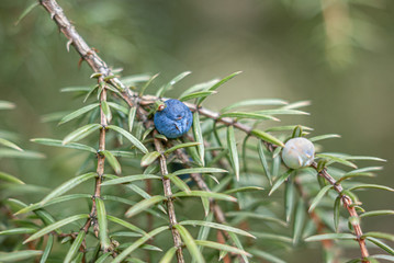 Juniper branch with blue berry. Coniferous background with green, blue and white bokeh