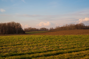 Obraz premium The birch alley behind the plowed field beautifully illuminated at sunset