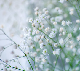 Baby's breath gypsophila flowers close-up, background.