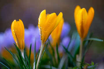 Beautiful yellow spring crocus after spring rain. Saffron in the garden on the lawn