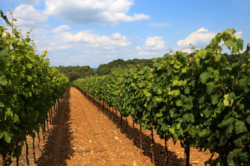Fototapeta na wymiar Tavarnelle Val di Pesa (FI), Italy - April 21, 2017: Chianti vineyards, wine grapes growing in Tavarnelle Val Di Pesa, Chianti Region, Tuscany, Italy.