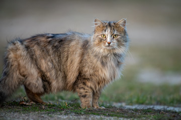 Fluffy cat with long fur sitting in a grass